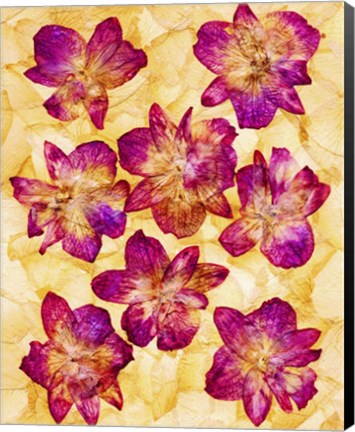 Framed Dried Flowers 44 Print