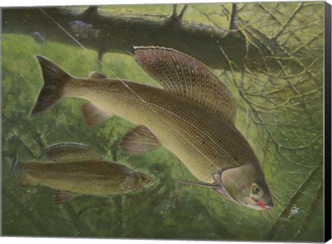 Framed Grayling Fish Print