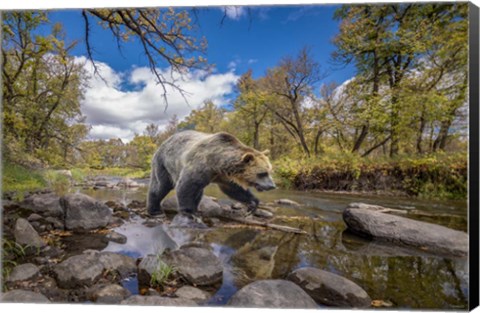 Framed Grizzly Bear Creek Print
