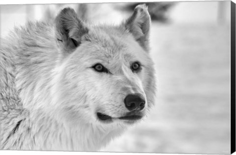 Framed Wolf B&amp;W 5014 Print