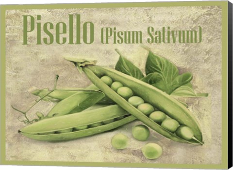 Framed Pisello Pisum Sativum Print