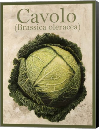 Framed Brassica Oleracea Print