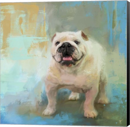 Framed White English Bulldog Print
