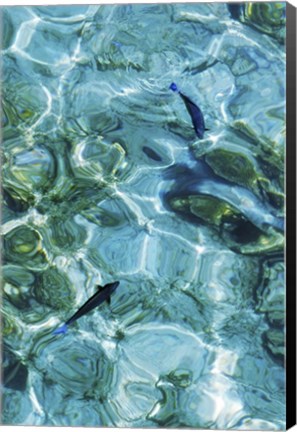 Framed Maldives Fishes in the Clear Water 2 Print