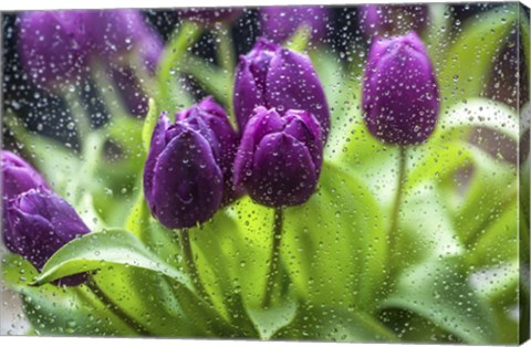 Framed Purple Tulips in Rain Print