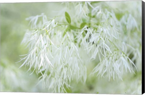 Framed White Fringetree Print