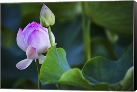 Framed Graceful Lotus Print