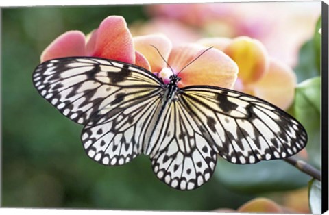 Framed Paper Kite Tropical Butterfly 1 Print