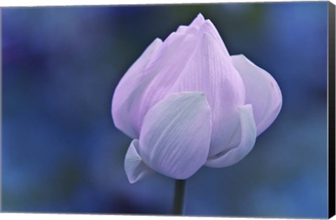 Framed Tender Morning with Lotus Print