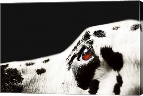Framed Amber Eye of Dalmatian Dog Print