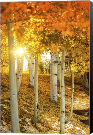 Framed Aspen Glow Print