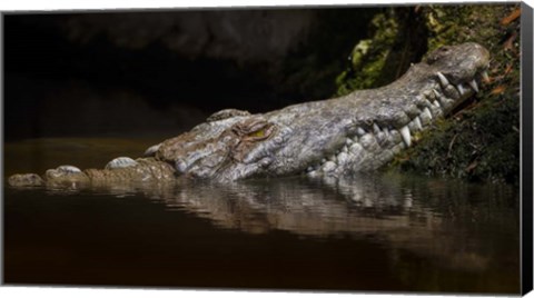 Framed Crocodile Smile Print