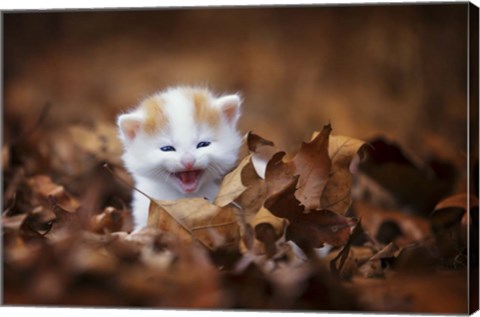 Framed Crying In The Leaves Print