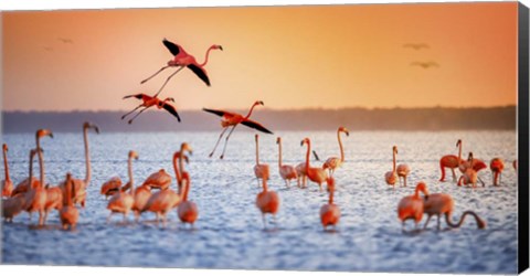 Framed Flamingo Flight Print