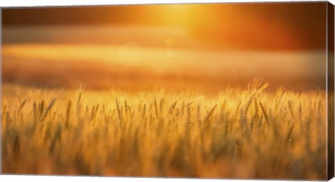 Framed Golden Wheat Print