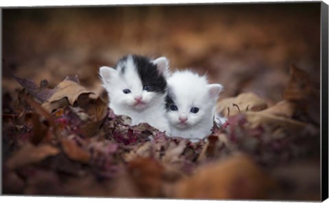 Framed Kitten Twins Print