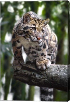 Framed Leopard Stare Print
