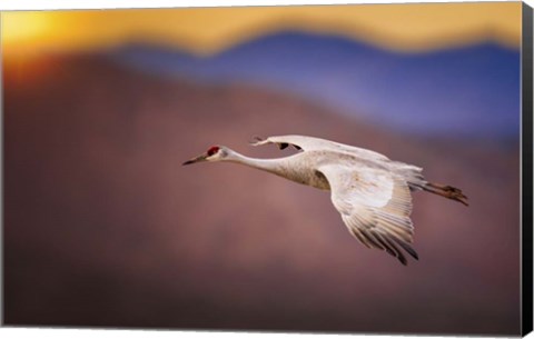 Framed Sunset Flight Print