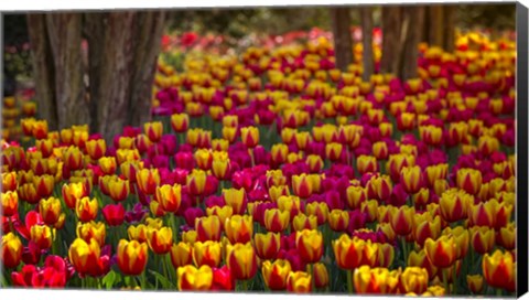 Framed Tulip Sea Print