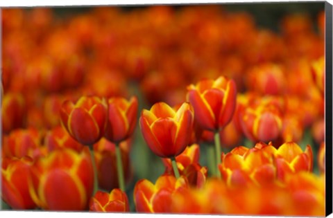 Framed Tulips Forever Print