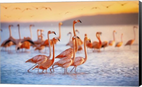 Framed Wading Flamingos Print