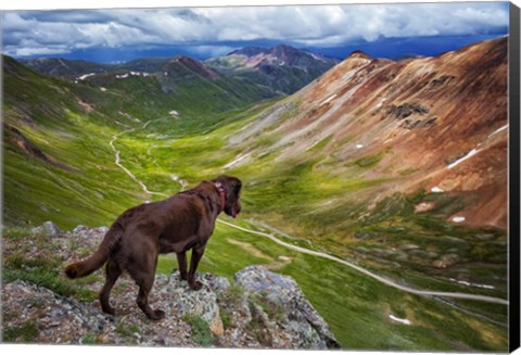 Framed Dog On An Adventure Print