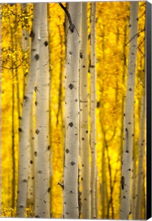 Framed Aspen Trees Print
