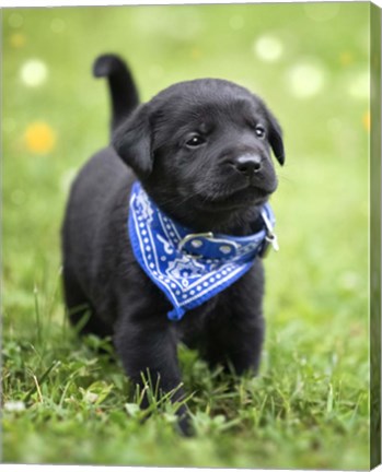 Framed Black Lab Pup 1 Print