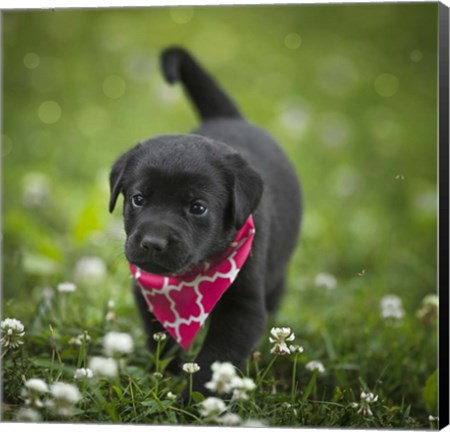 Framed Black Lab Pup 3 Print