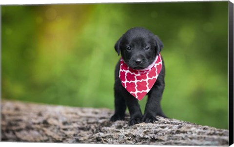 Framed Black Lab Pup 4 Print