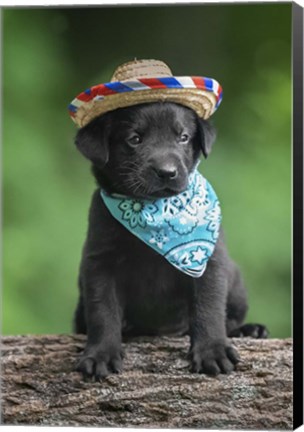 Framed Black Lab Pup 6 Print