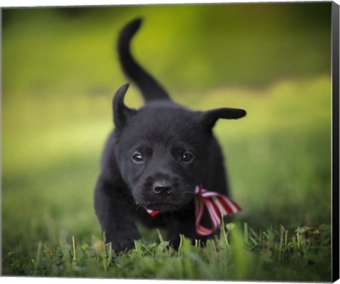 Framed Black Lab Pup 11 Print