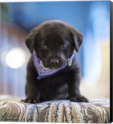 Framed Black Lab Pup 12 Print