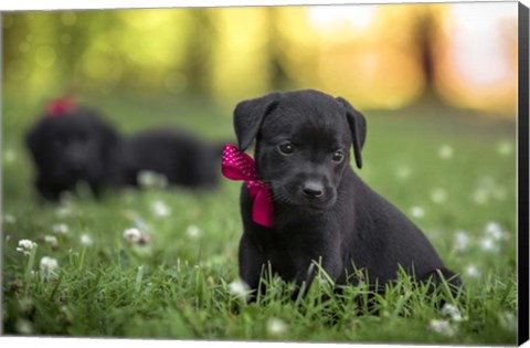 Framed Black Lab Pup 13 Print