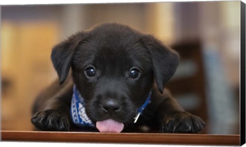 Framed Black Lab Pup 14 Print
