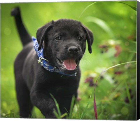Framed Black Lab Pup 15 Print
