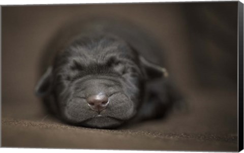 Framed Black Lab Pup Newborn Print