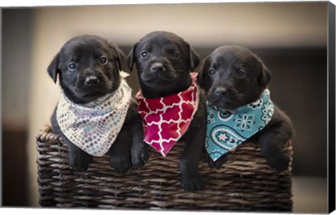 Framed Black Lab Pups 2 Print