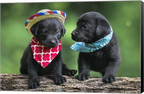 Framed Black Lab Pups 5 Print