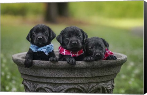 Framed Black Lab Pups 7 Print