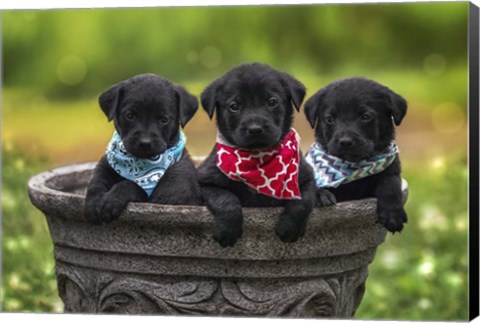 Framed Black Lab Pups 8 Print