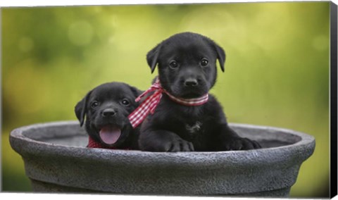 Framed Black Lab Pups 9 Print