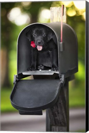 Framed Black Lab Special Delivery Print