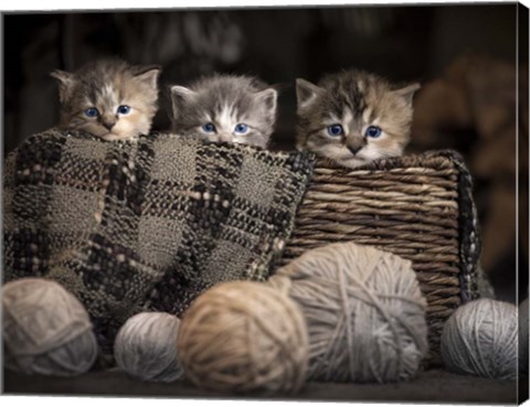 Framed Kittens In A Basket Print