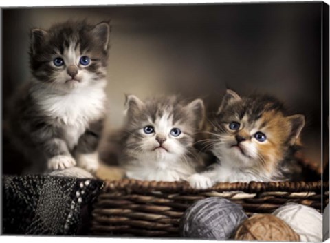 Framed Three Kittens Print