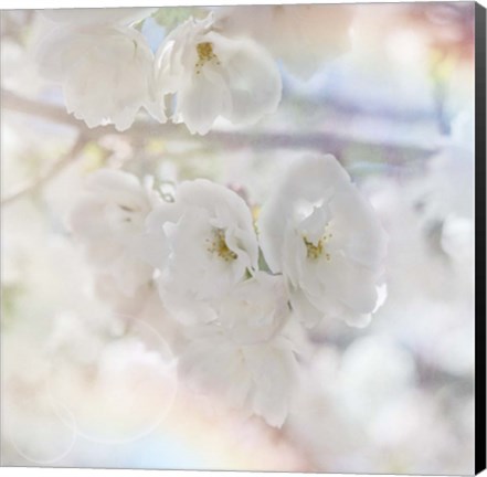 Framed Apple Blossoms 01 Print