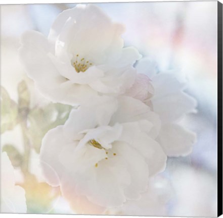 Framed Apple Blossoms 02 Print