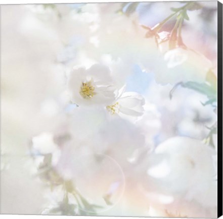 Framed Apple Blossoms 03 Print