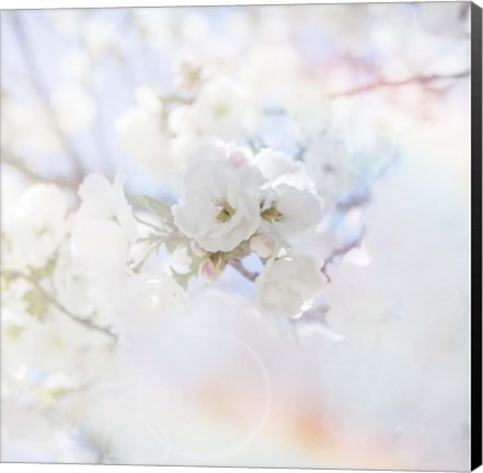 Framed Apple Blossoms 04 Print