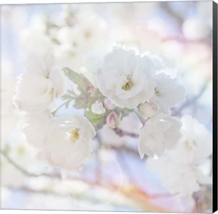 Framed Apple Blossoms 05 Print